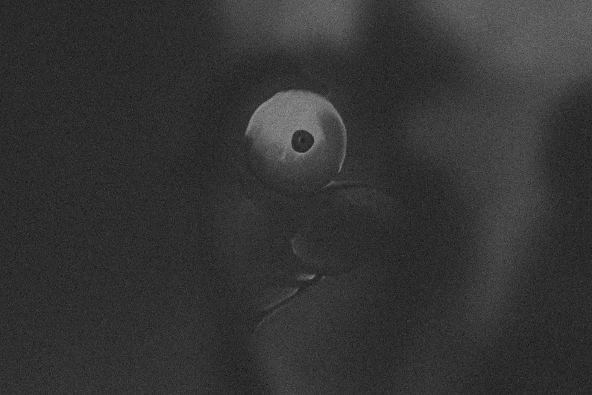 «Ojo y flor en estado de alarma»